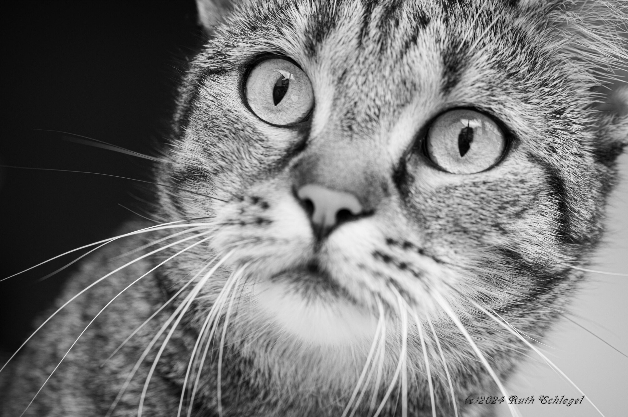 Katze