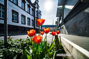 Tulpen